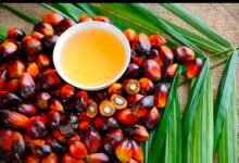 image editor output image801966074 1771241674646 kshititech