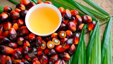 image editor output image801966074 1771241674646 kshititech