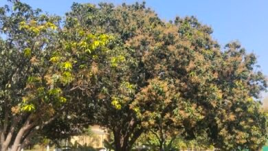 image editor output image 848343460 1772795860626 kshititech